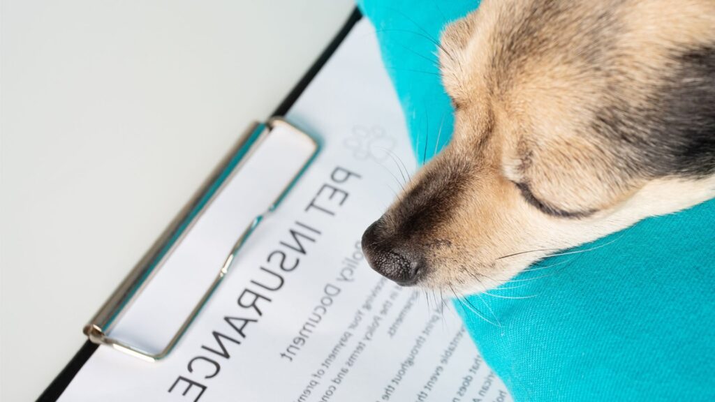 Quelle assurance chien choisir pour une protection optimale ?